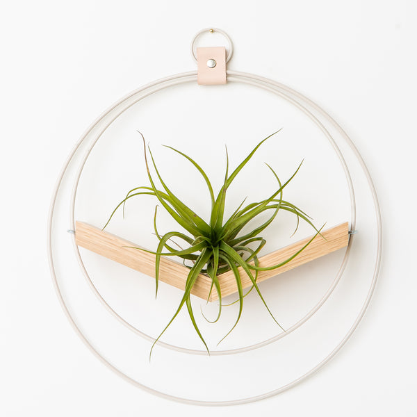 large air plant on Kandis Cottage air plant hanger against white wall