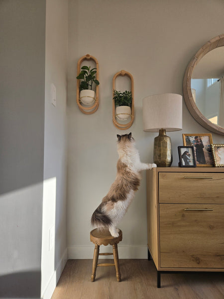 frame-wall-planter-mirror-modern-dining-room-console-table-braidandwood