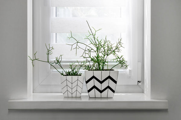 mistletoe cactus plant sitting on window sill