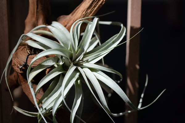 xerographica air plant on wooden branch with black background