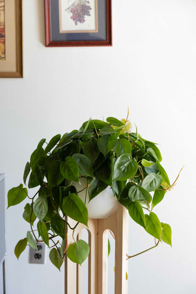 modern tall wooden plant stand with white pot and trailing philodendron houseplant