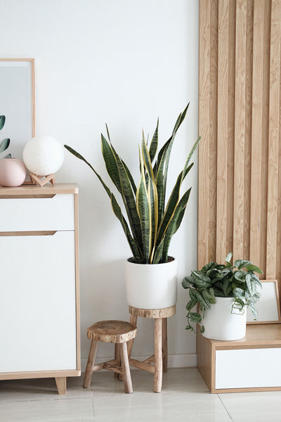 Wooden stools with plants