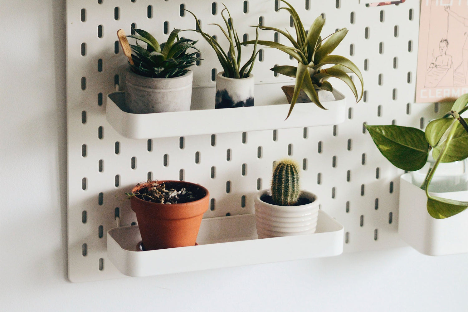 variety of small air plants on floating pegboard shelf