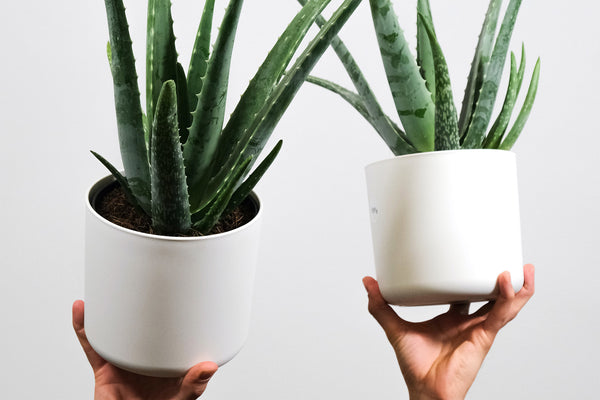 aloe vera plant in white ceramic pot
