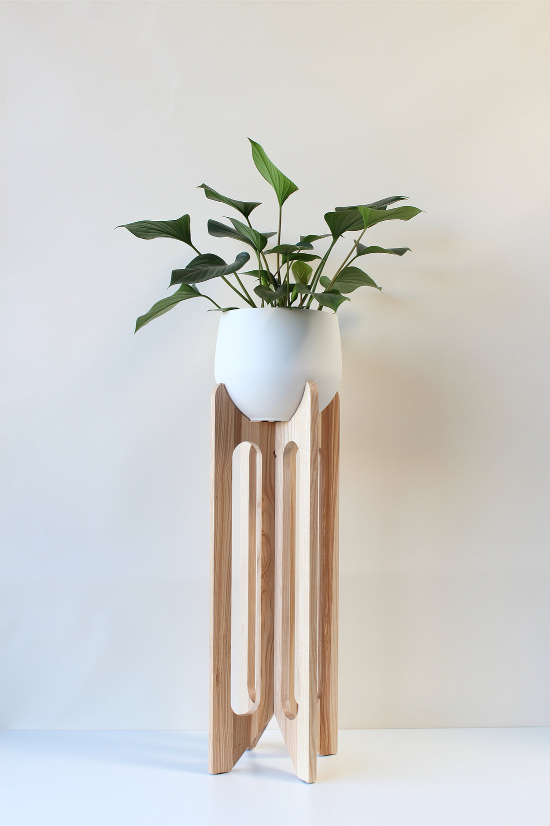 A white ash hardwood Arches Plant Stand with a spun aluminum pot  and houseplant on a white background.