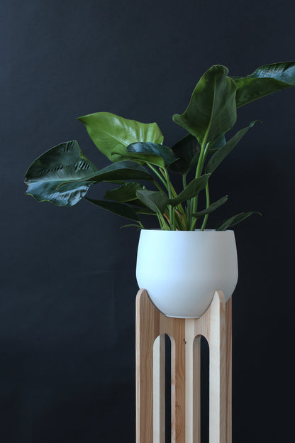modern wood plant stand against black accent wall
