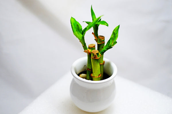 mini bamboo plant in white ceramic vessel on white tabletop