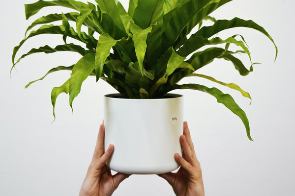 birds nest fern in white ceramic pot