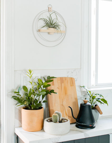 Kandis Cottage plant shelf styled in kitchen with air plant