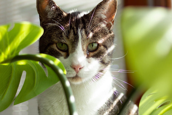 cat looking at houseplant leaf