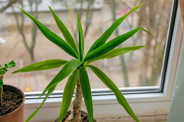 Dracaena Marginata houseplant next to window