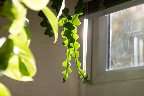 fishbone cactus next to window