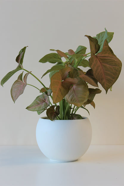modern white houseplant pot with drainage hole and plug