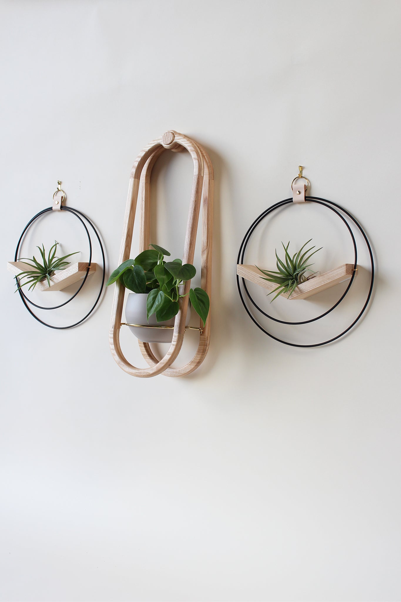 modern wall mounted obround hanging wood planter and matte black circular air plant hanger with houseplants and air plants