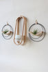 modern wall mounted obround hanging wood planter and matte black circular air plant hanger with air plants