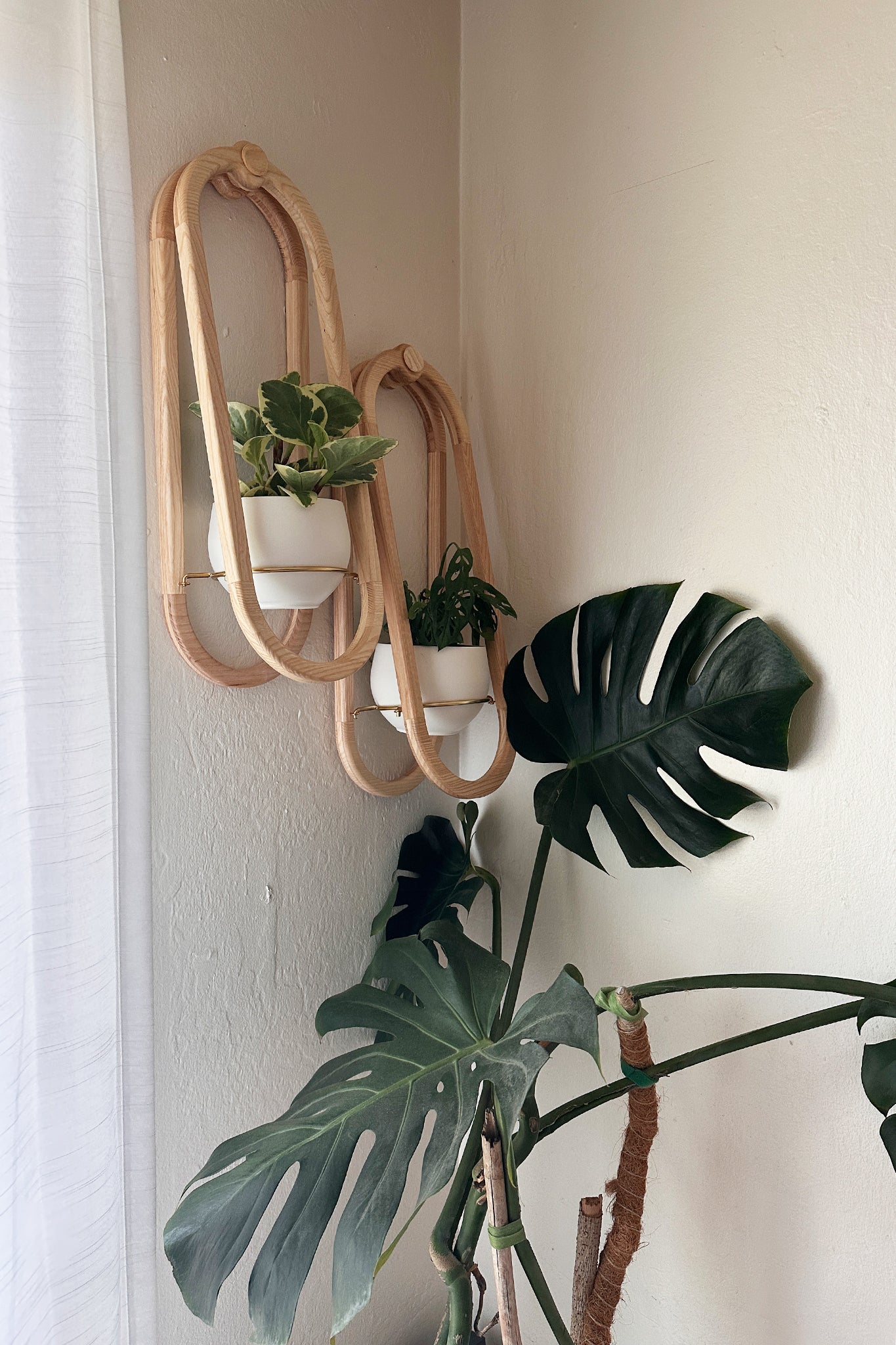 Two Frame Wall Planters on the wall above a houseplant next to a large window.