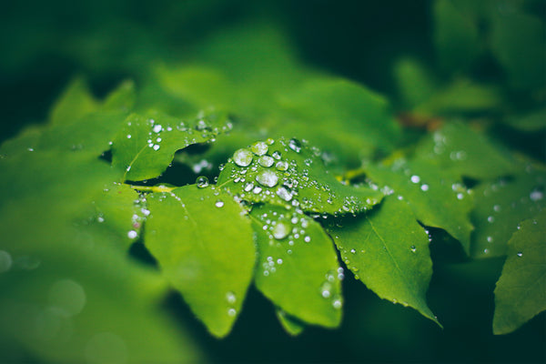 up close plant leaves with water droplets resting on leaves