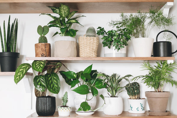 A variety of potted houseplants on floating wooden shelf