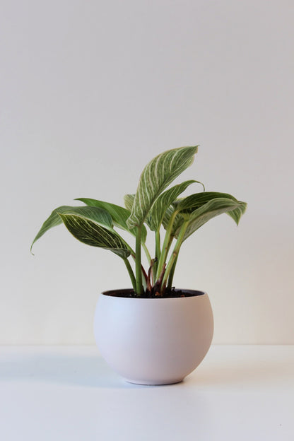4&quot; lightweight blush houseplant pot with drainage hole