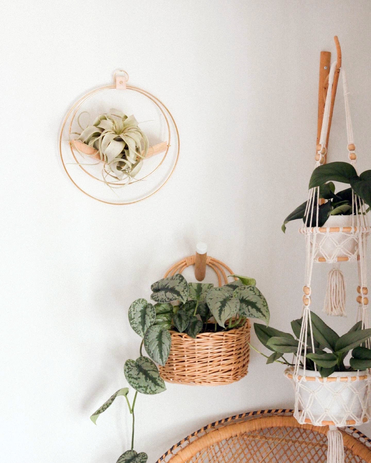 wall mounted air plant holder by Kandis Cottage hanging on white wall with xerographica
