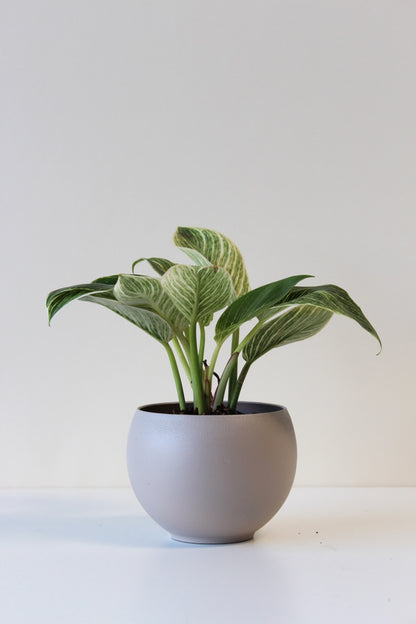 4&quot; lightweight tan houseplant pot with drainage hole
