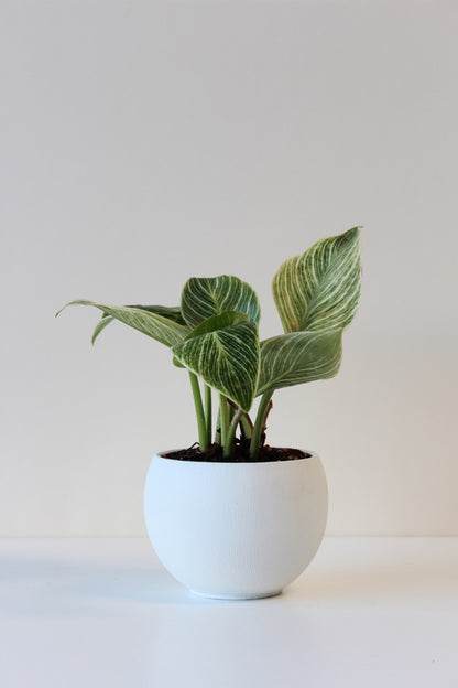 4&quot; lightweight houseplant pot white with houseplant and drainage hole