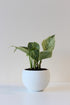 4" lightweight houseplant pot white with houseplant and drainage hole