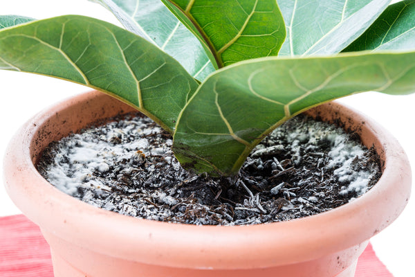houseplant with harmful salt build up on soil