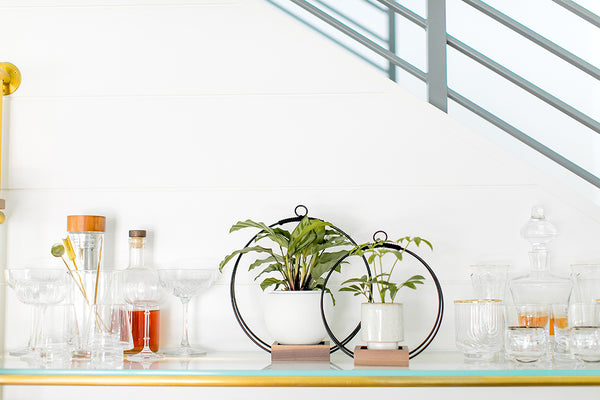 houseplants potted in neutral pots on shelf against white wall