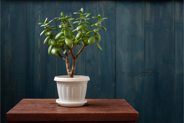 jade plant in a white pot on a wood table