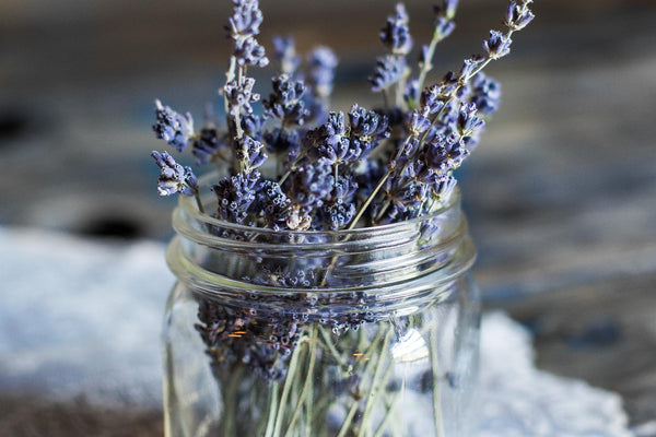 lavender plant in glass jar