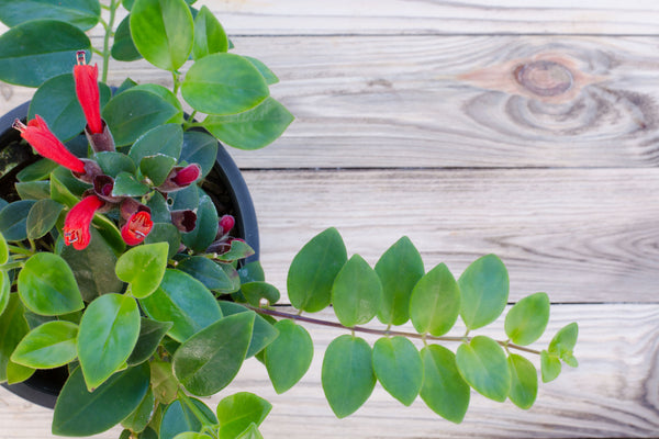 lipstick houseplant with red flowers sitting on top of table