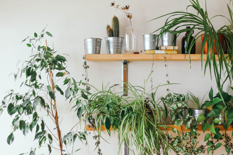 floating shelves styled with houseplants