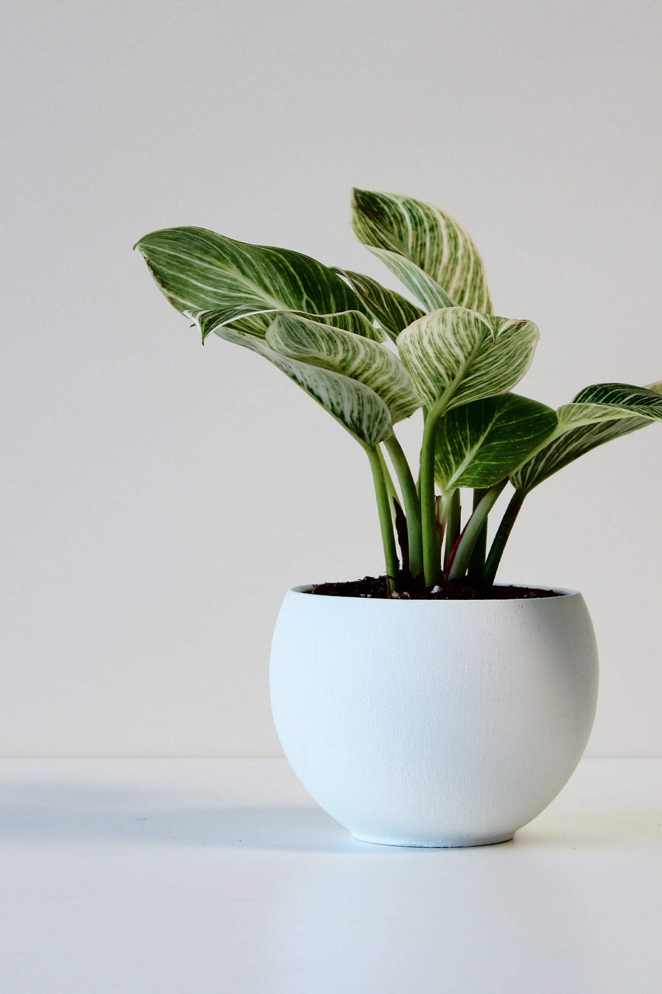 a large modern spun aluminum white pot with a houseplant