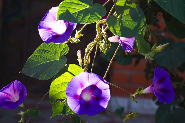 morning glory hanging houseplant with purple flowers