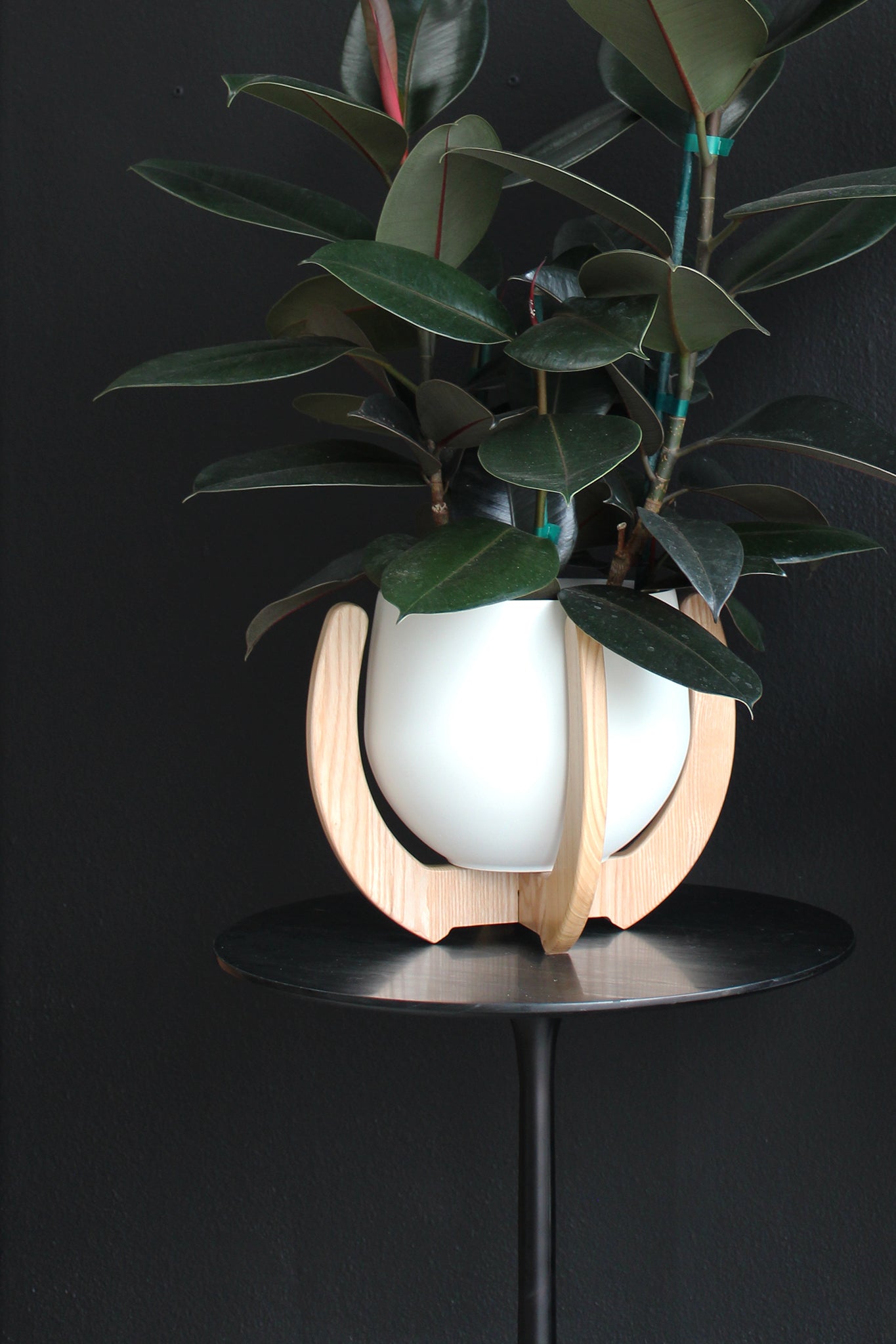 unique tabletop plant stand with large rubber tree in a white pot against a black wall