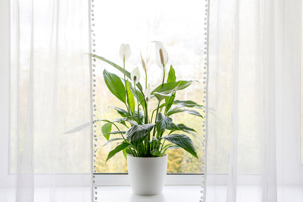 peace lily plant sitting in front of window