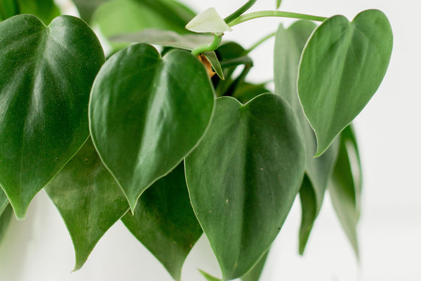 philodendron leaves