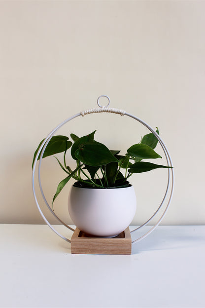 medium circular white hanging planter with blush pot for houseplants
