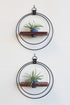 modern wall mounted matte black plant shelf and walnut wood for air plants