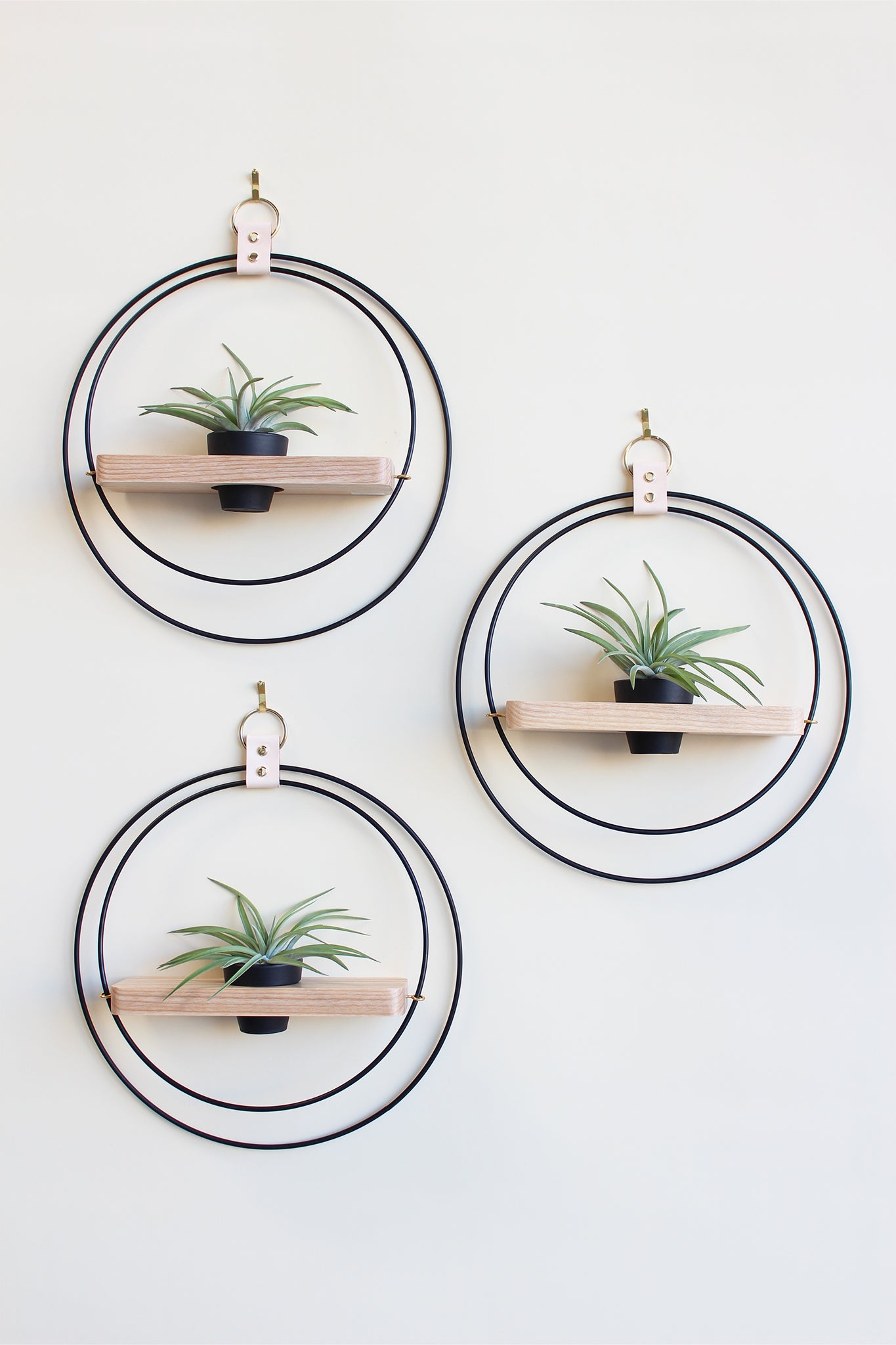 modern wall decor for air plants matte black circular wall mounted plant shelf light wood and mini black pot