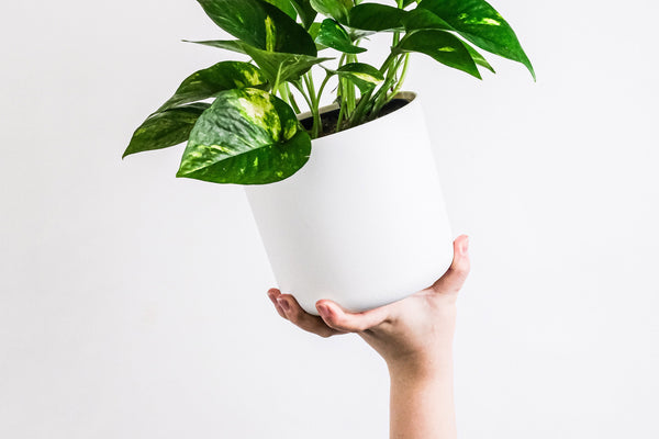 pothos houseplant in white ceramic vessel 