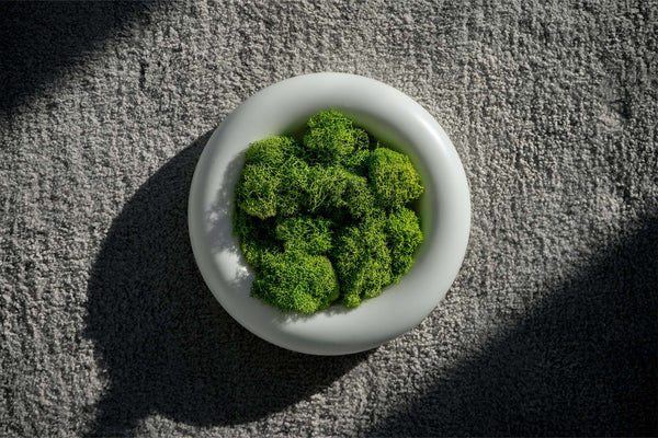 preserved moss in white ceramic bowl