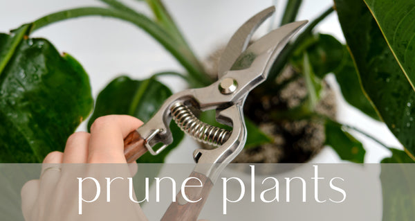 pruning sheers cutting stem of houseplant