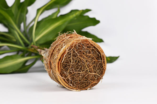 roots of houseplant that are rootbound