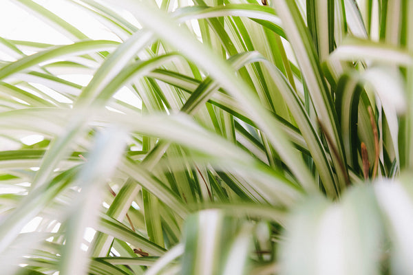 spider plant up close