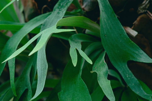 staghorn fern leaves