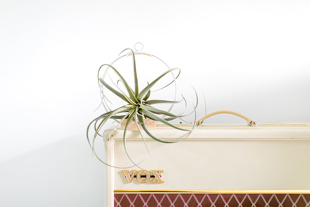 green air plant in Kandis Cottage plant hanger on a mantle