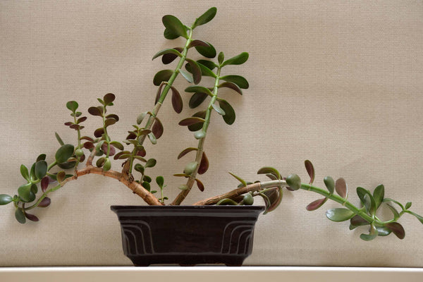 trailing jade plant in black rectangular planter