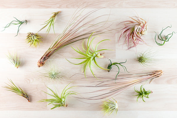 a variety of air plants sitting on flat wooden surface
